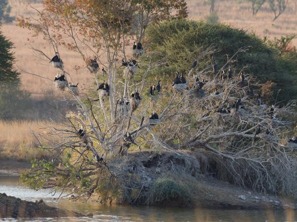 White-breasted cormorant (Phalacrocorax lucidus)